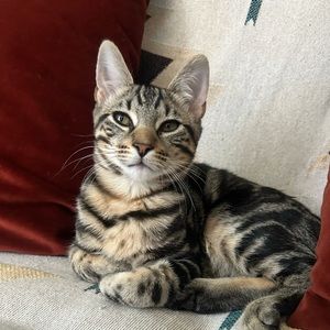 Meet your Posher, Hector